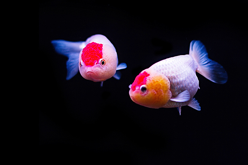 上过滤鱼缸最佳过滤方法怎么做