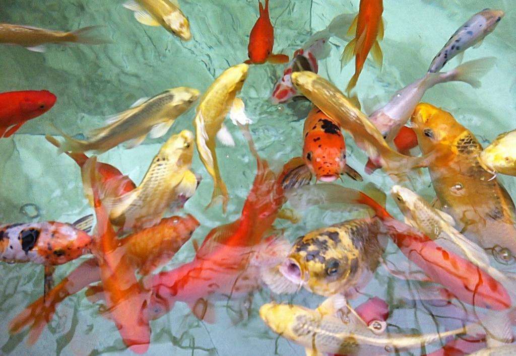 治疗鱼掉鳞的方法可以放盐吗