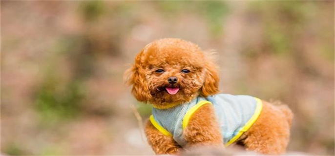泰迪狗狗怀孕初期征兆有哪些