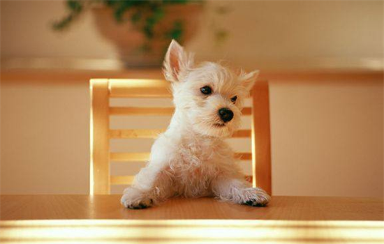 ​鸡胸肉怎么做给狗狗吃