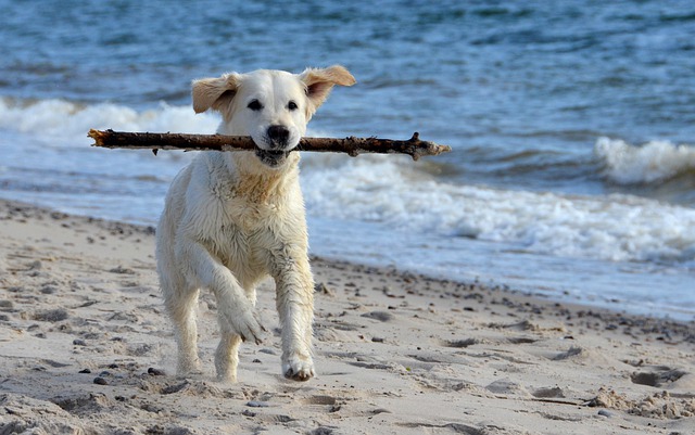 一款犬牌助力文明养犬，安利一下有点萌运动版智能犬牌