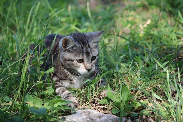 小猫都吃什么食物