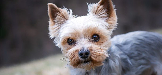 狗狗真的要一个月一驱虫吗