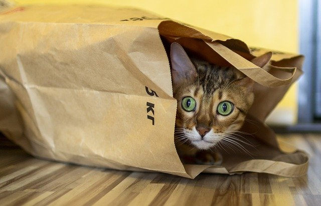 猫老是吃塑料袋要补充什么