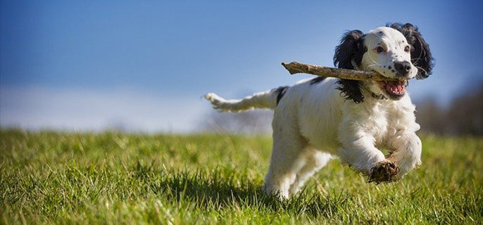 下雪天可以遛狗吗