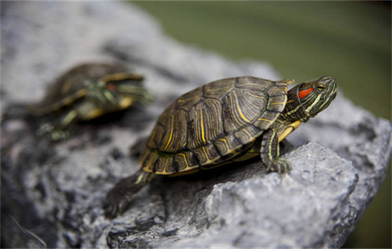 中华草龟快速分公母