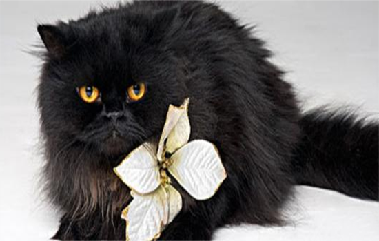 曼德勒黑猫图片