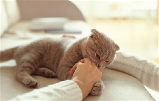 ​为什么猫突然不在猫砂盆排便