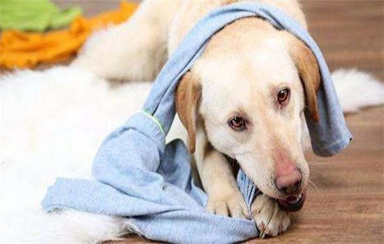 ​东北室外狗窝怎么防冻