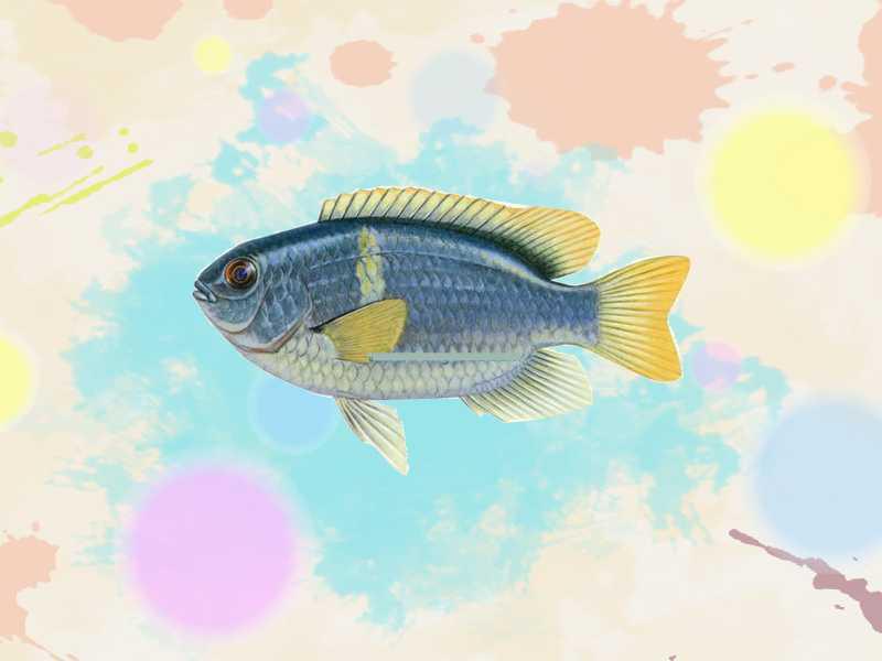 冷水鹦鹉的饲养方法