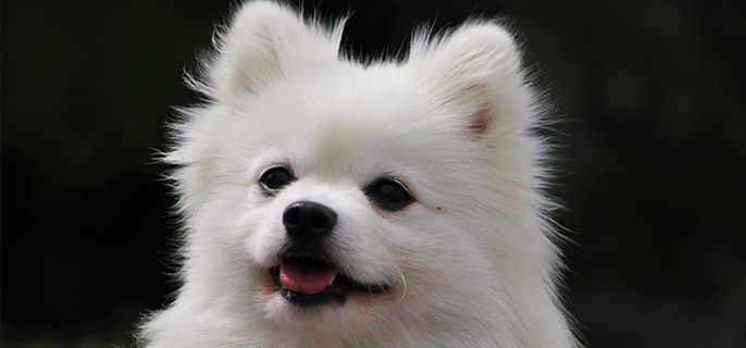 狗粮猫咪可以吃吗