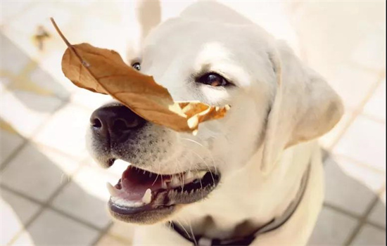 一块鸡胸肉相当于多少狗粮