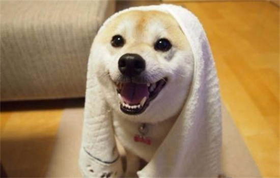 ​屋里不热为啥狗伸舌头