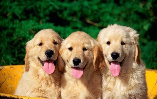 ​狗狗呕吐白色泡沫粘液怎么回事