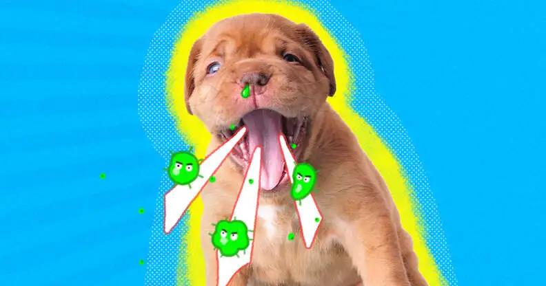 冬季，狗狗最容易患上的4种疾病，最后一种传染性极强！