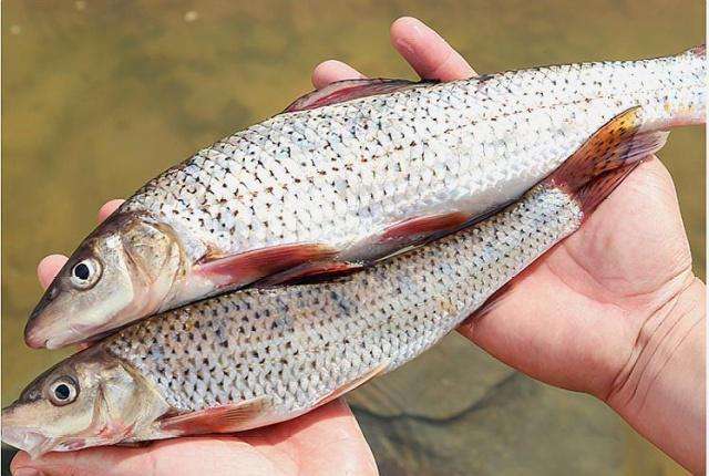 用盐给鱼缸消毒方法