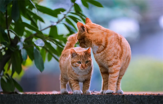 ​猫的零食有哪些