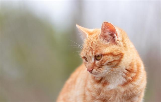 ​猫分开多久会不认识主人