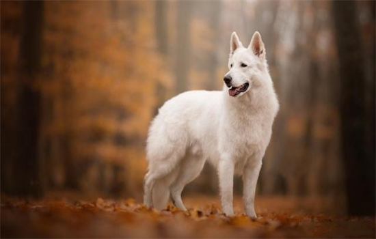 ​瑞士牧羊犬禁养吗