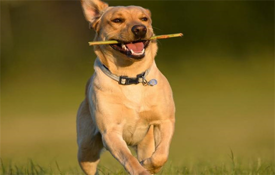 ​为什么主人一醒狗就知道