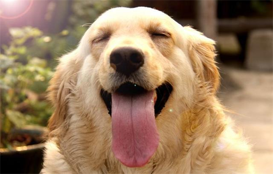 中型犬的体重一般是多少