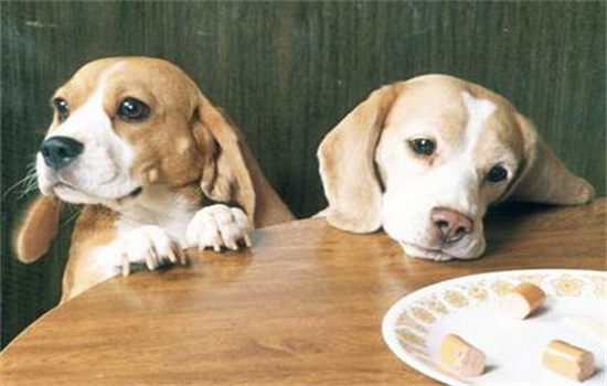 ​老年犬吃幼犬狗粮可以吗