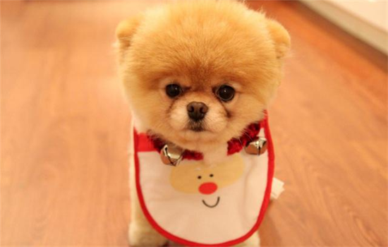 为什么狗狗喜欢舔人的耳朵