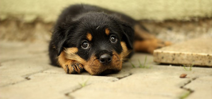 狗狗营养膏可以天天吃吗