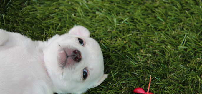 一个月的幼犬怎么喂养