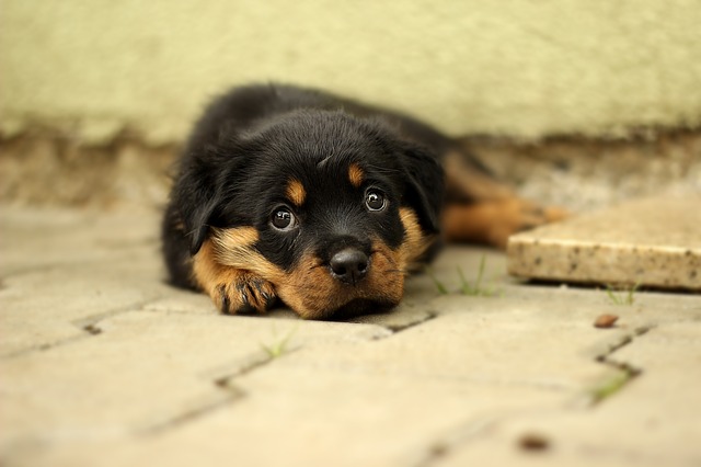 一个月的幼犬怎么喂养