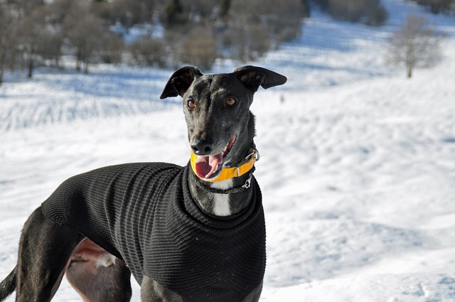 怎么引导狗狗在外面拉屎