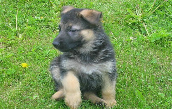 ​狗吃了老鼠药有什么办法