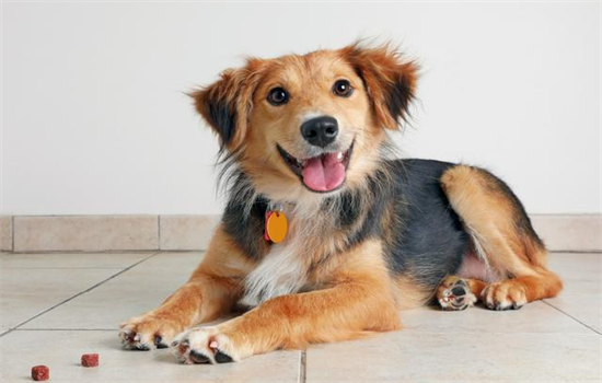 ​怎么喂能让狗狗快速胖起来