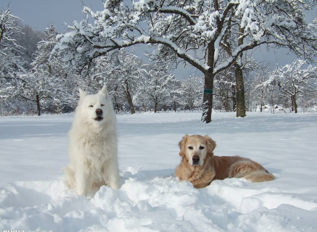 狗狗冬季易患的病，最后一个真没想到…