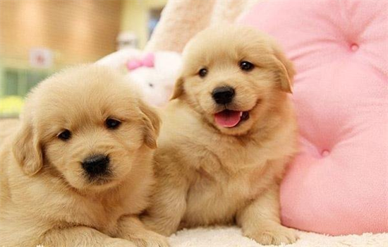 ​如何分辨幼崽是不是大型犬