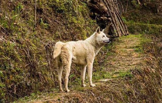 柴犬跟中华田园犬是不是一个种类