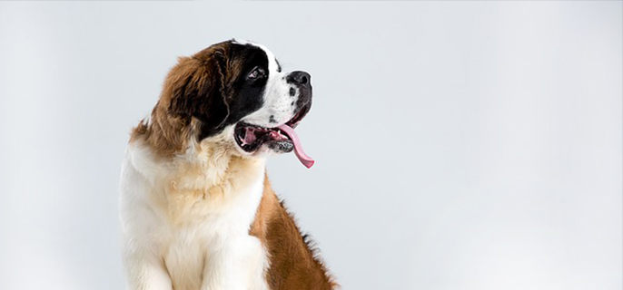 狗不吃东西,呕吐是什么原因