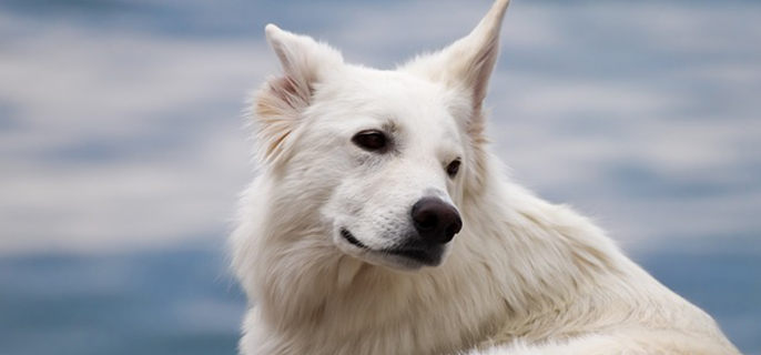 萨摩耶掉毛非常严重怎么办