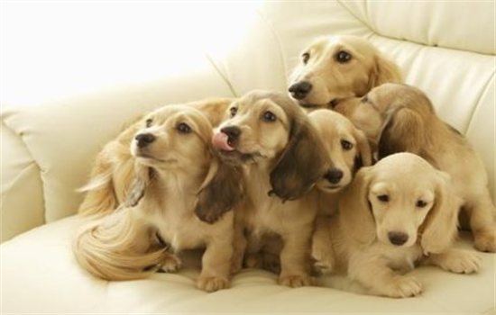 狗狗吃了葡萄怎么办