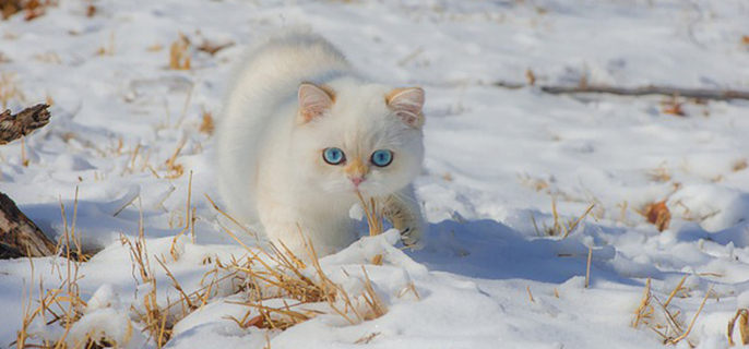 猫冬天可以穿衣服吗