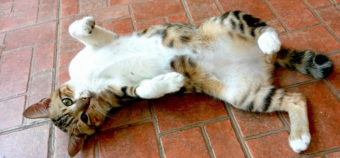 猫咪冬天喝凉水可以吗