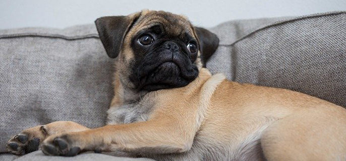 10年的狗狗多少岁