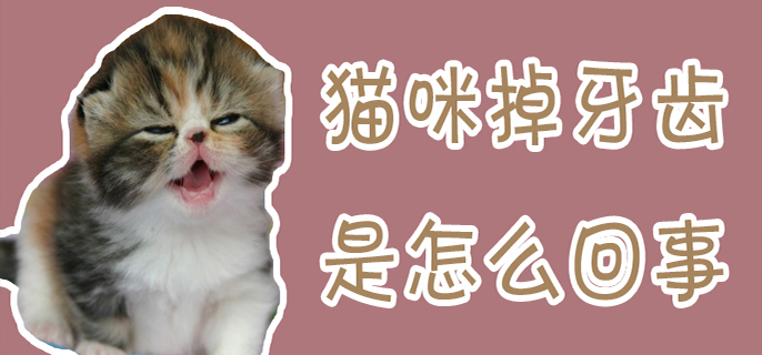 猫咪掉牙齿是怎么回事