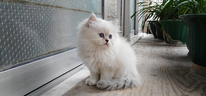 金吉拉好养吗 告诉你为什么养金吉拉的人少