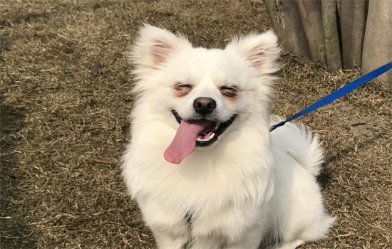 狗狗吃辣椒会怎么样