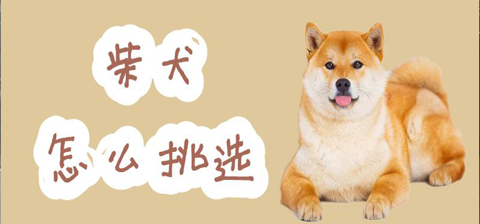 柴犬怎么挑选