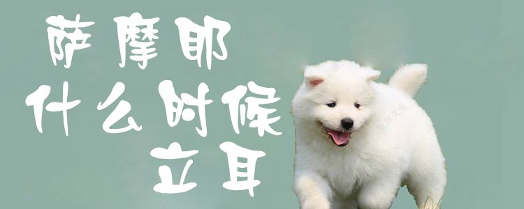 萨摩耶什么时候立耳