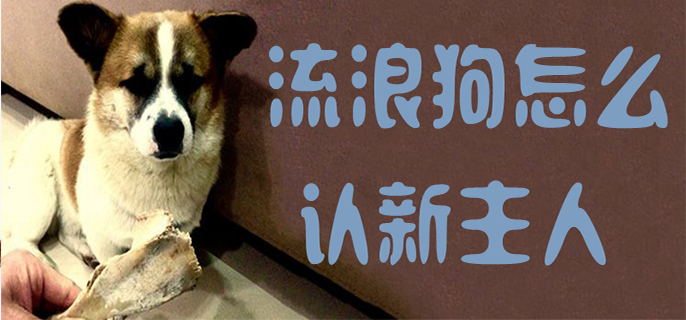 流浪狗怎么认新主人