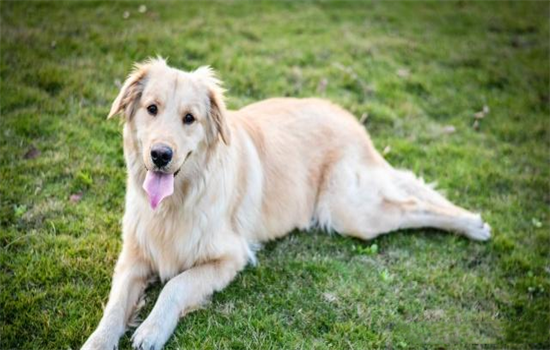 ​狗的年龄怎么算一岁相当于人类几岁