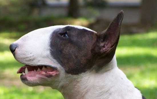 为什么有些犬叫梗